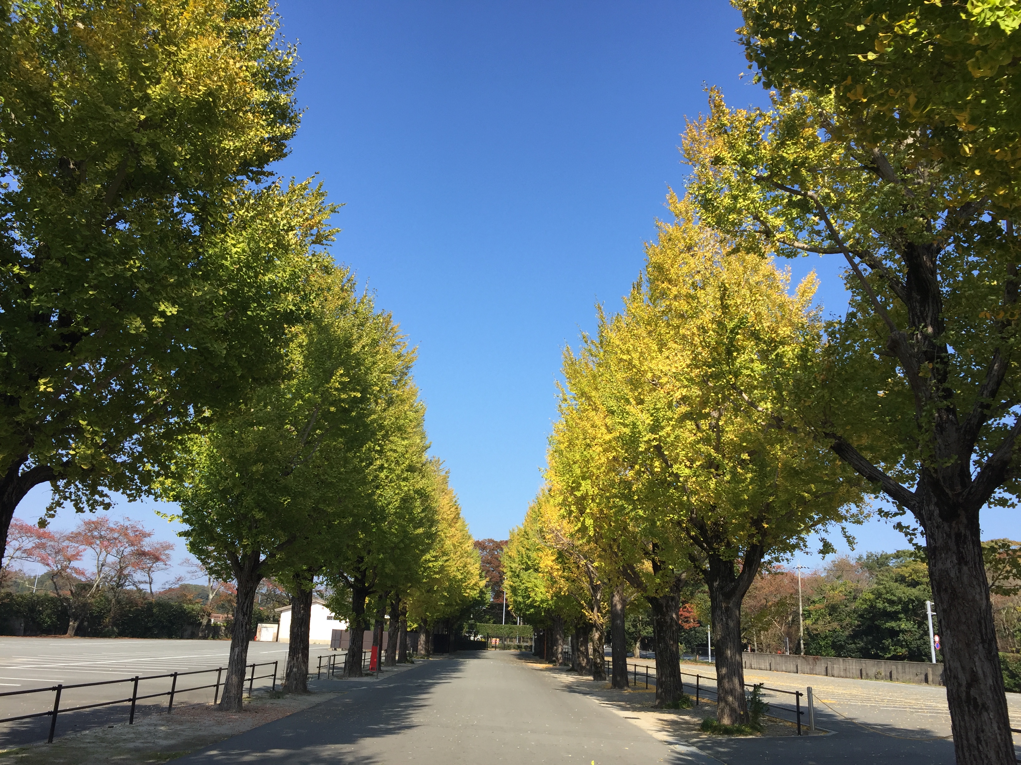 工作所のイチョウ