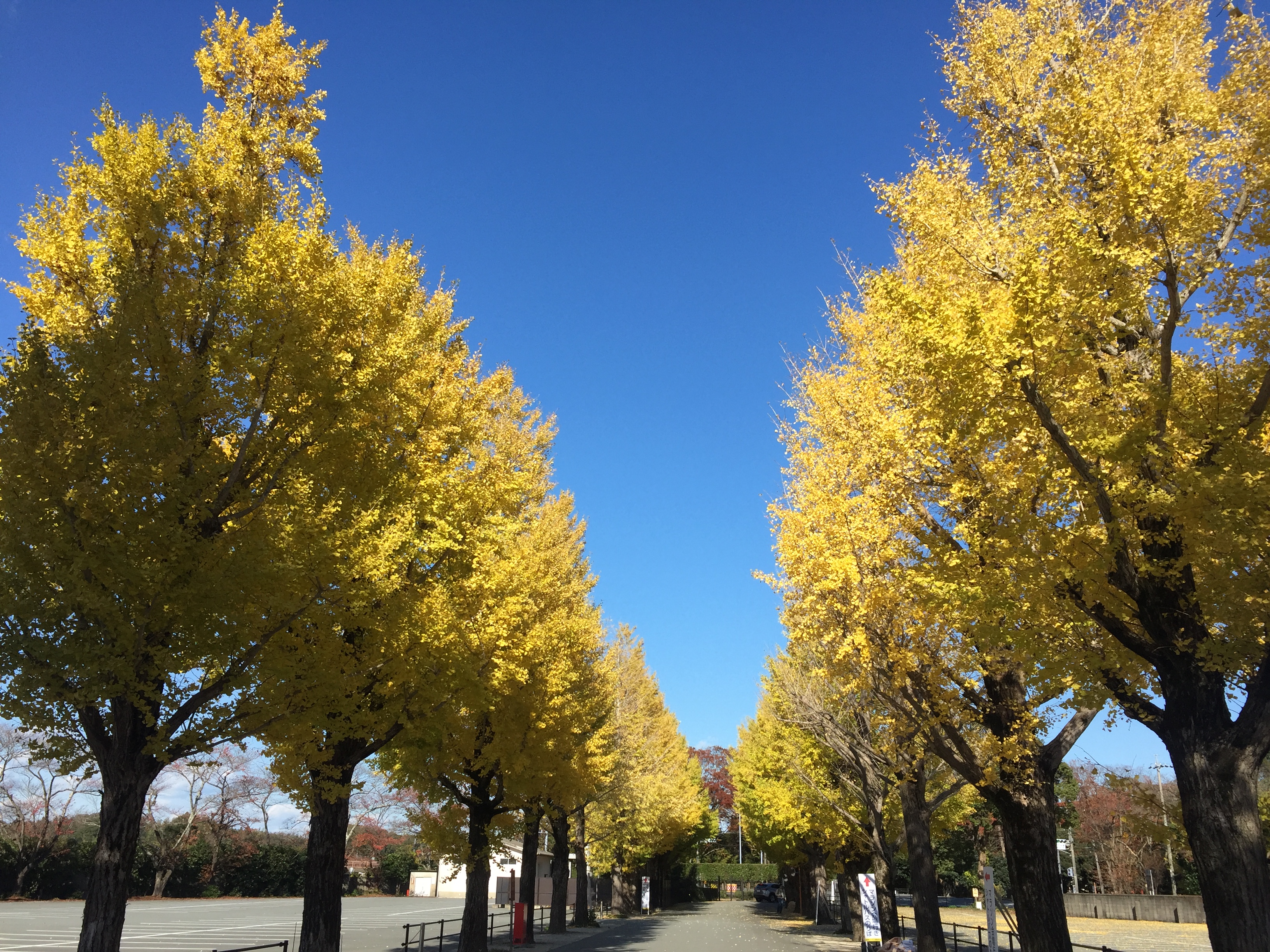 イチョウ並木黄葉見頃？
