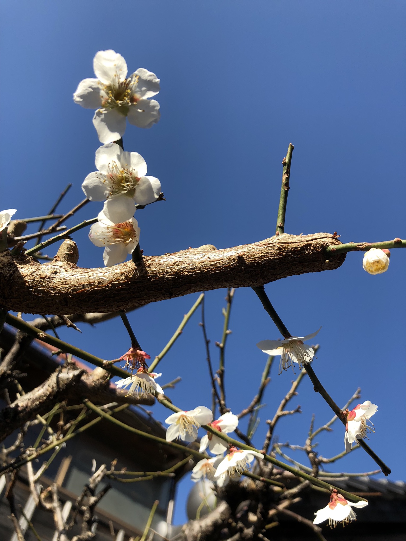 二十四節気『啓蟄』