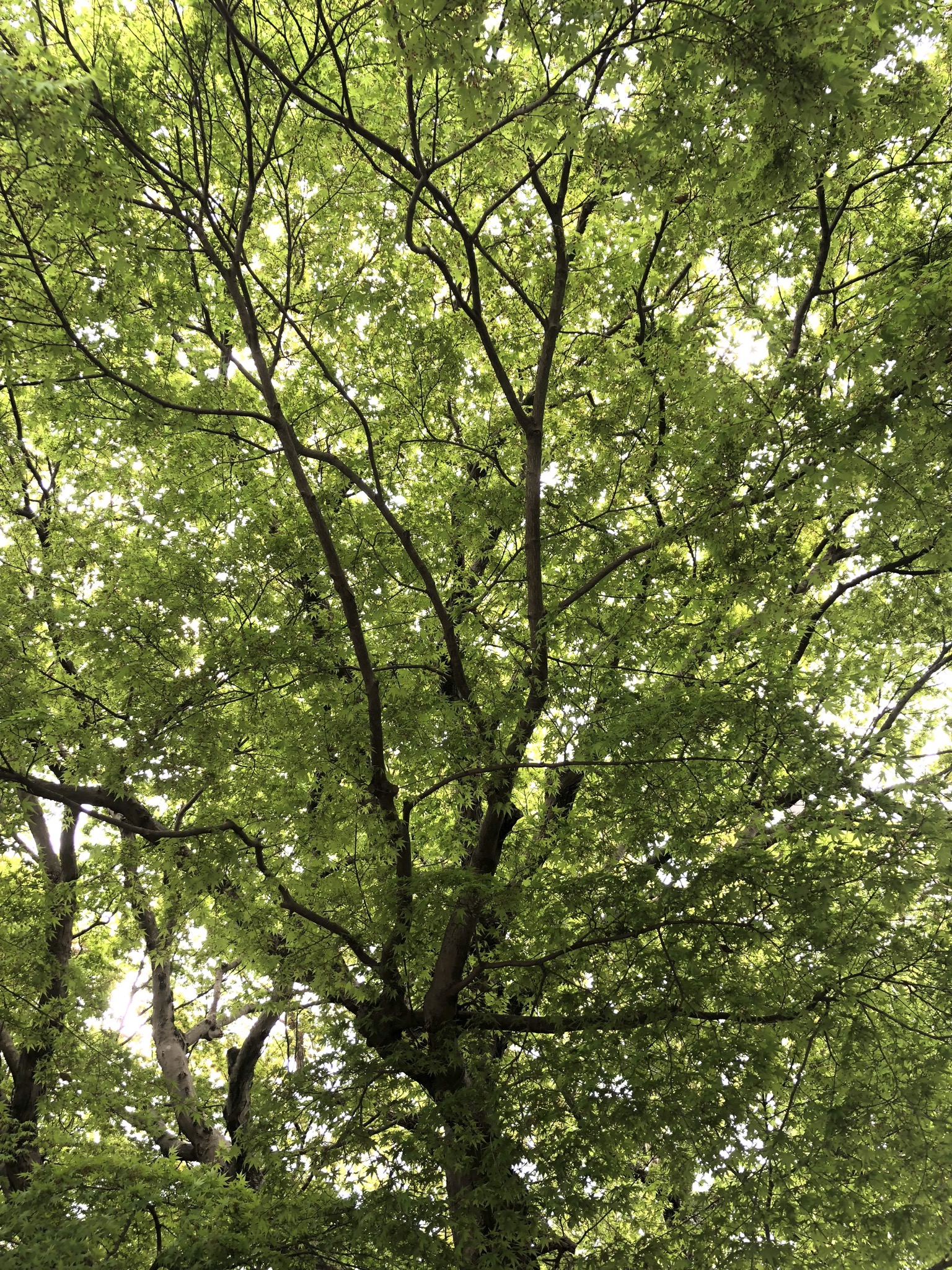 楓神社のもみじ