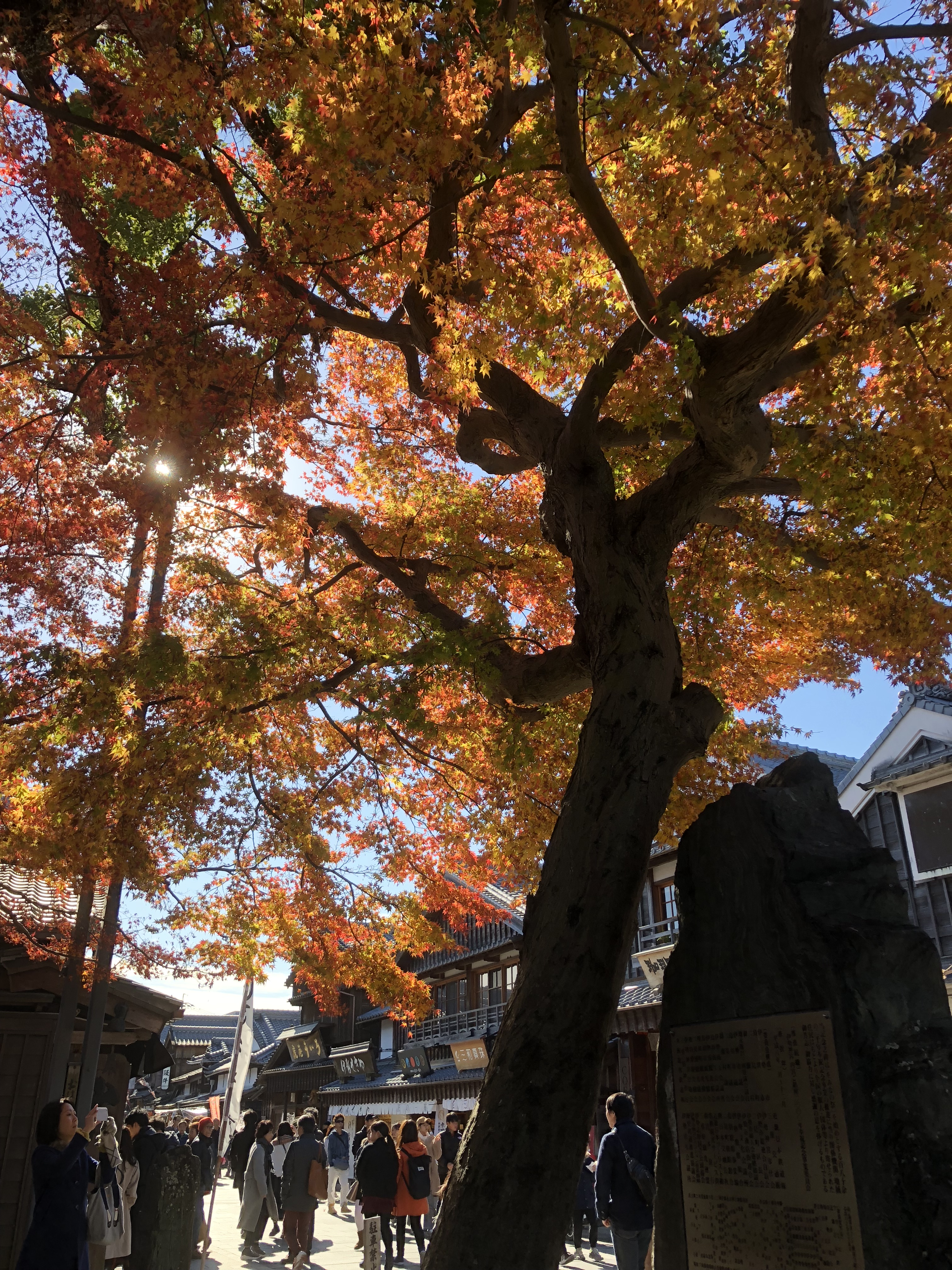 紅葉と落ち葉拾い真っ盛り