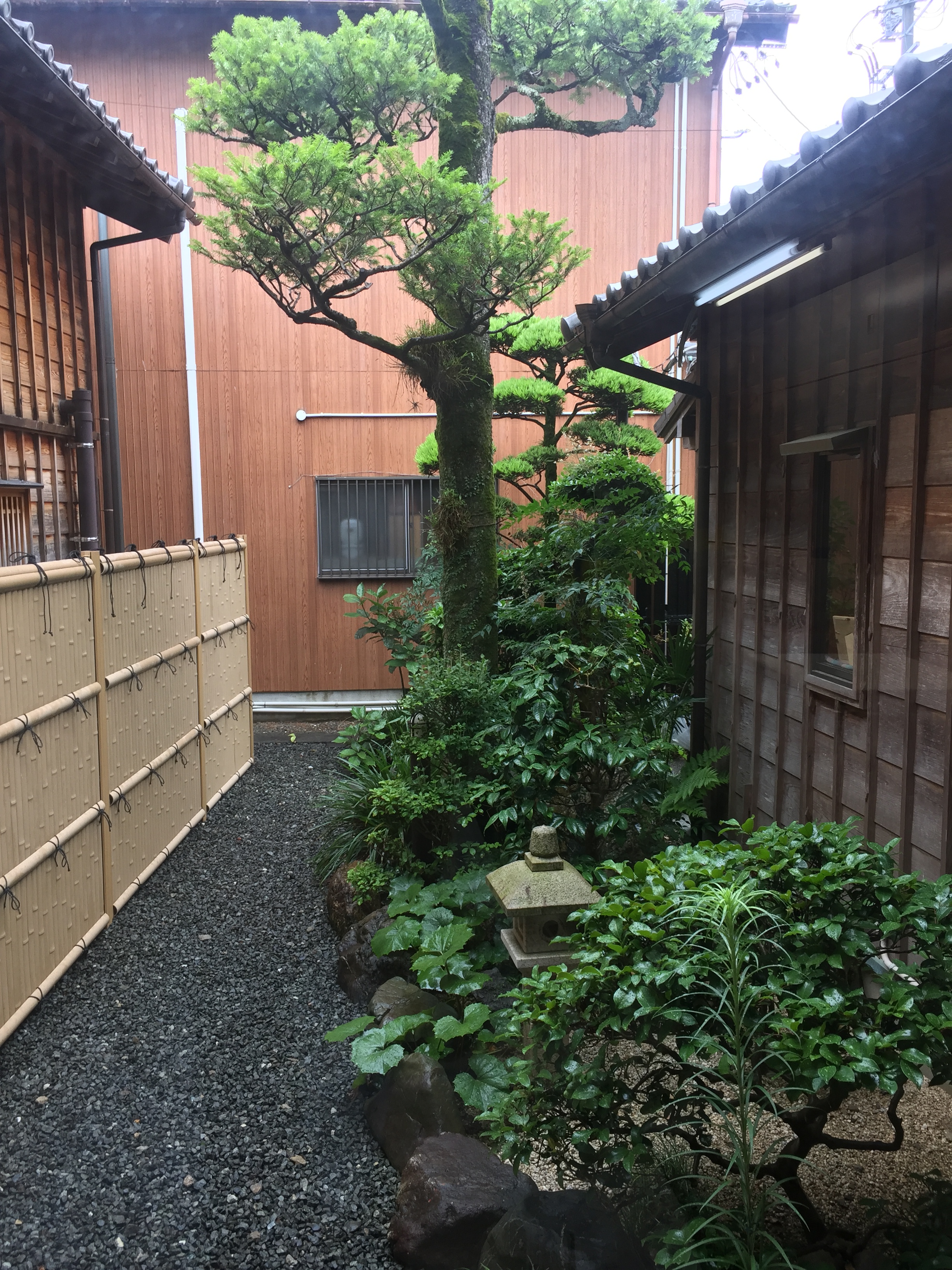 雨の中のモミの木