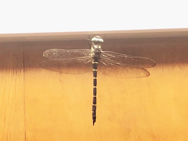 オニヤンマ見参