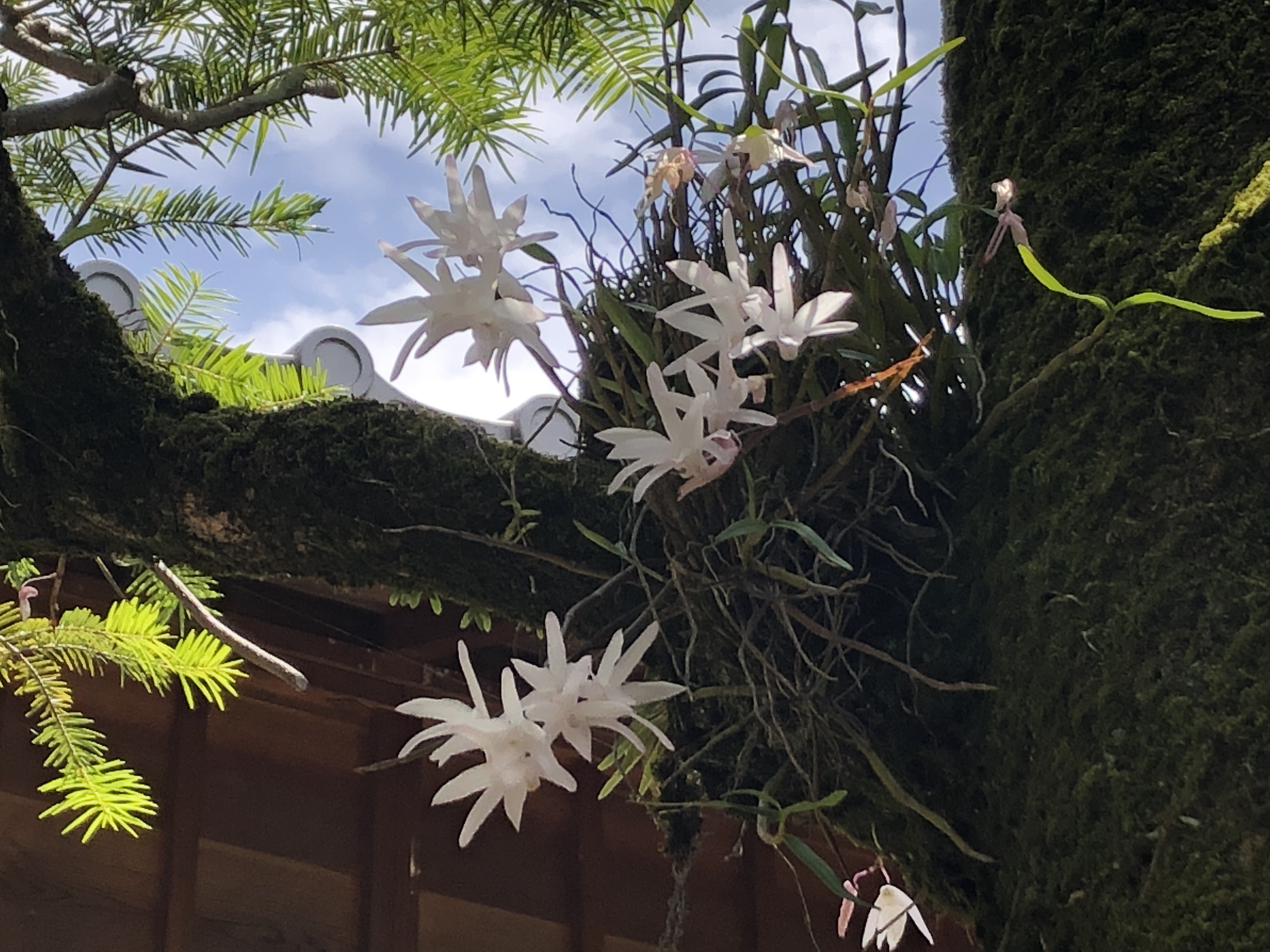 もみの木にセッコク